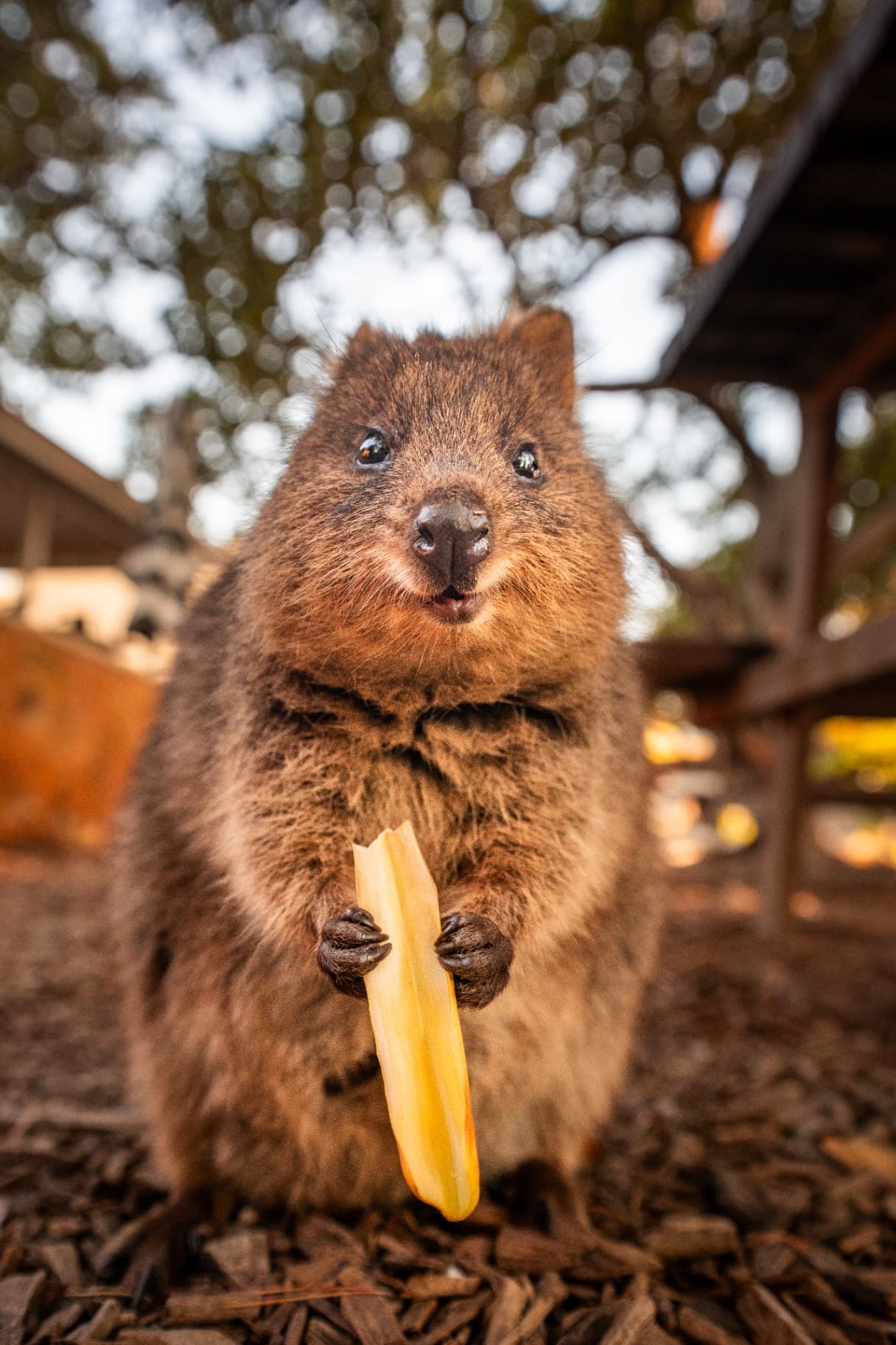 Quokka holding a snack